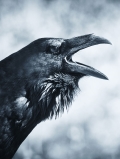 count_raven